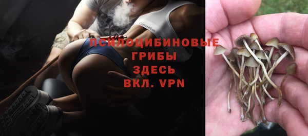 стаф Абинск